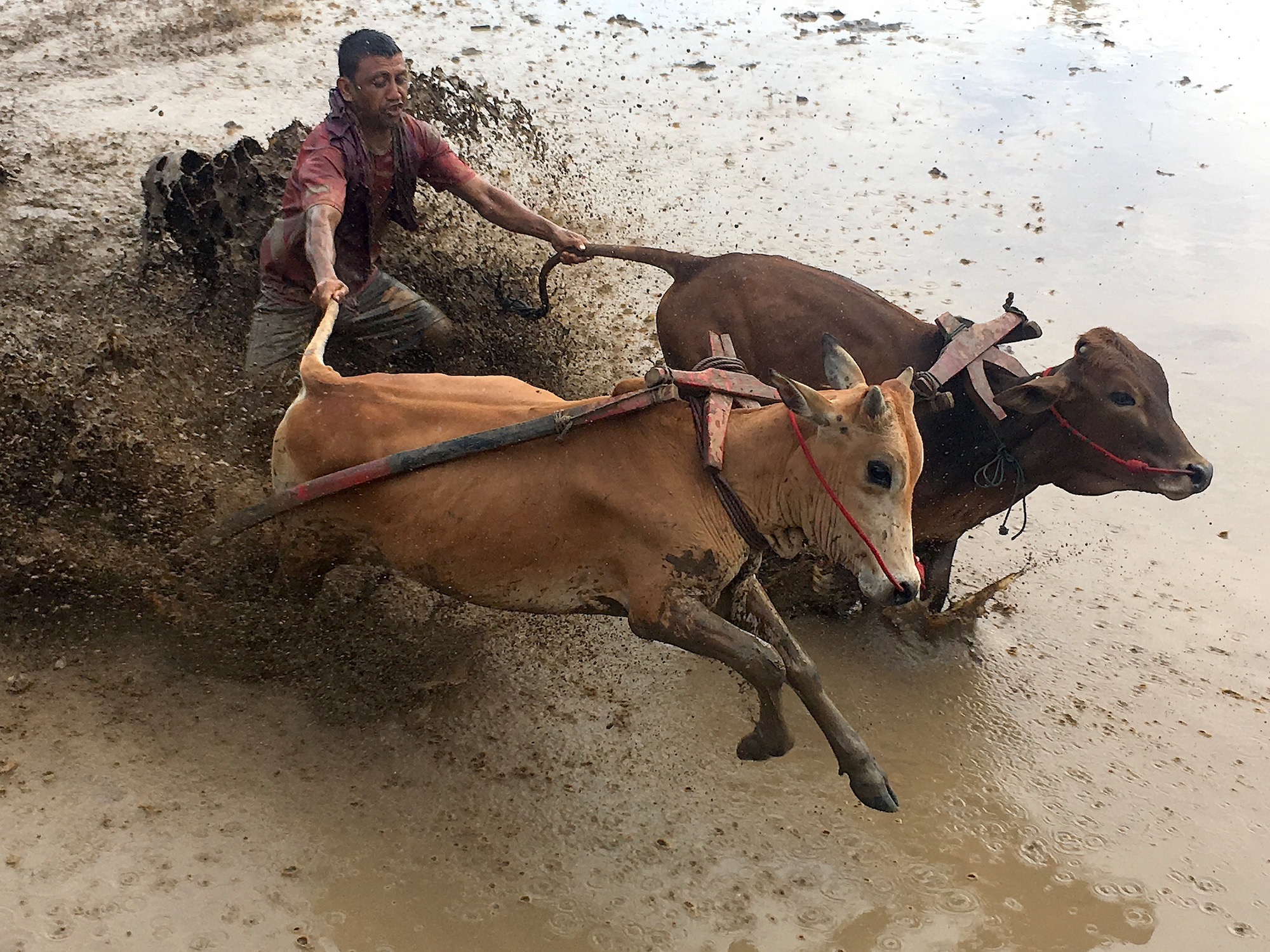 cow racing